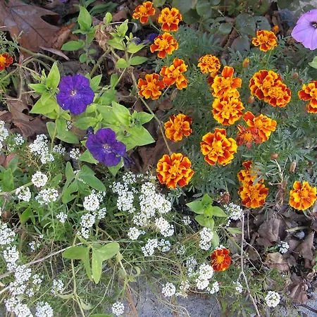 Casa Do Chao Do Ribeiro Gouveia (Guarda)